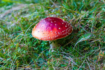 Fliegenpilz - rot - giftig - gefahr - Mushroom