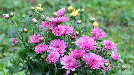 Obraz premium Close-up of pink chrysanthemum flower heads