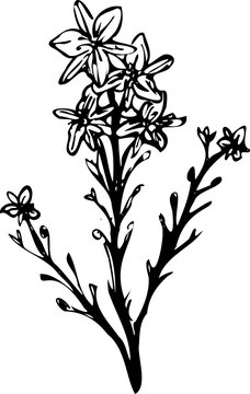 Asphodel flower with leafless stem Botanical drawing for day care and crafting