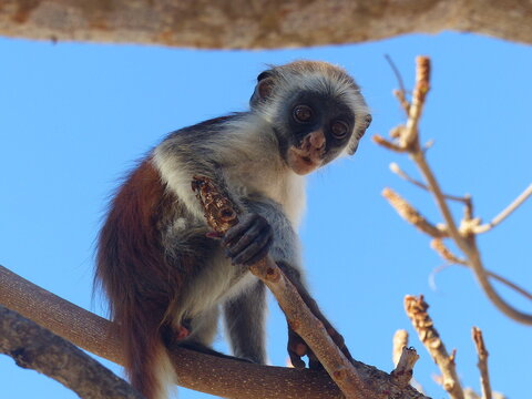A red Colobus in close up