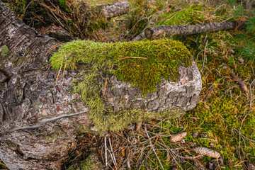 Mit Moos überzogener Waldboden und Moos auf den Resten der Bäume