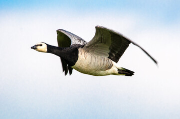 Fliegende Nonnengans