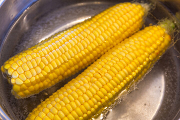 Two fresh corn cobs boil in the pot