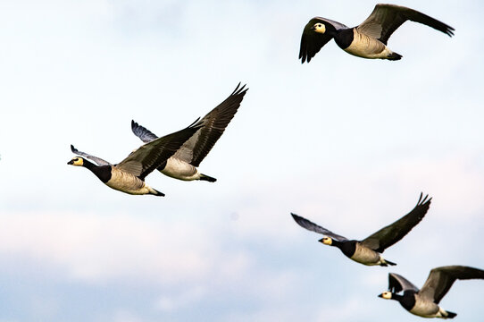 Fliegende Nonneng&auml;nse