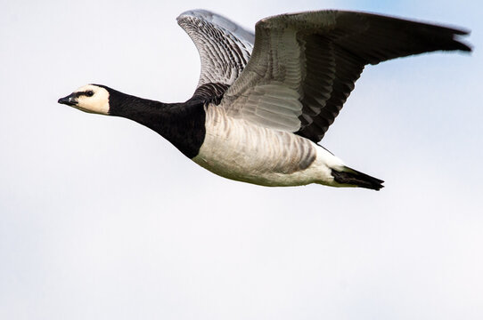 Fliegende Nonnengans