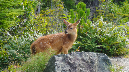 Deer between a rock and some green bushes looking backwards 