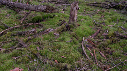 Mit Moos überzogener Waldboden und Moos auf den Resten der Bäume