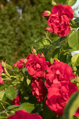 Summer mood with red roses in green foliage
