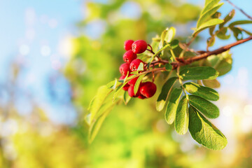 Nature background. Scene of beautiful nature with a branch of red berries on a sunny day. Abstract background. Gardening, harvesting. Selective soft focus. Copy space.