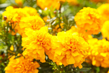 Yellow flowers of marigold decarternum in a flower bed.