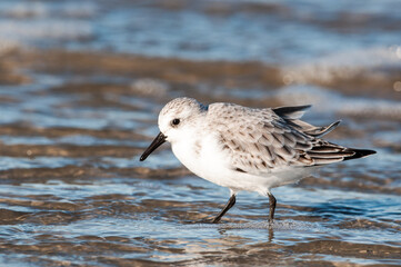 Sanderling