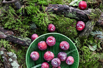 Small red plums with water drops on a carpet of moss and forest branches. Top view.