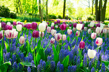 Muscari and tulips flowers