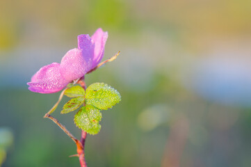 a photograph of a blooming rosehip flower against a background of autumn leaves and blue water