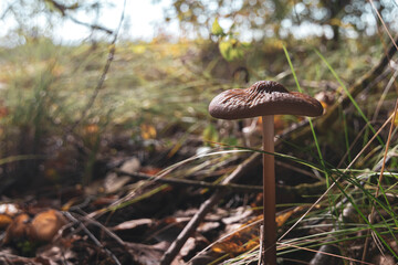 Cortinarius armillatus.
