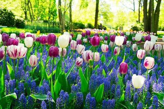 Muscari and tulips flowers