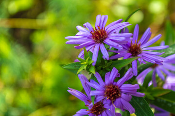 Aster Tataricus