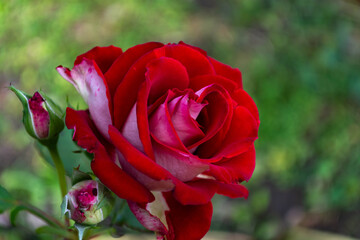 red rose