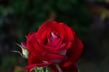 Red rose in the garden