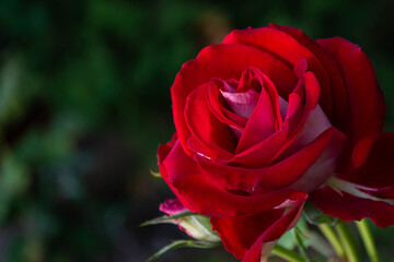 Red rose blooming in the garden.