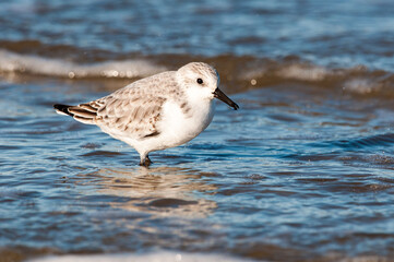 Sanderling