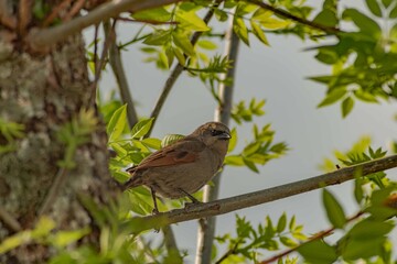 robin on the tree