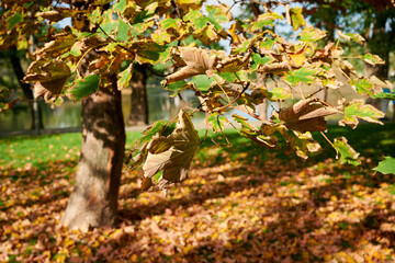 Nad stawem © Dariusz