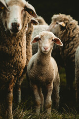 Naklejka na ściany i meble Glückliche Schafe 