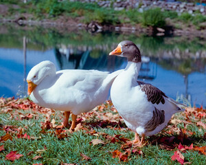 Obraz premium 2 White ducks surrounded by fallen leaves in fall sun 2