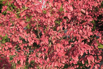 Close up of beautiful red autumn foliage of tree