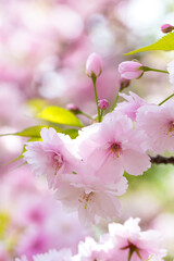 造幣局の八重桜