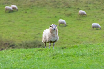 Naklejka na ściany i meble One sheep in a field