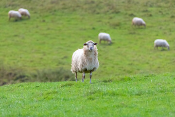 Fototapeta premium One sheep in a field