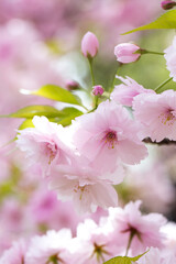 造幣局の八重桜