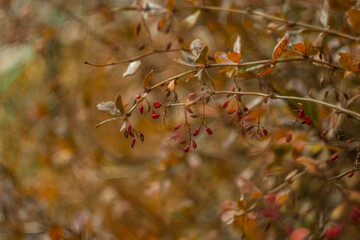 red autumn leaves