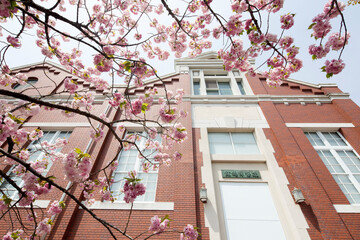 Fototapeta na wymiar 造幣博物館と八重桜