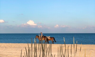 horse on the beach