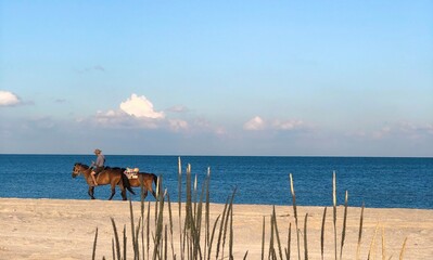 horse on the beach