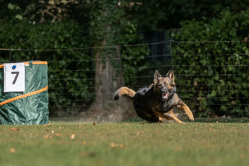 Hund im Hoopers Parcour
