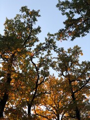autumn in the park