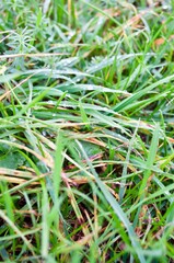 nasses gras mit Wassertropfen 