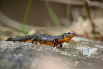 Alpine newt climbs on stone