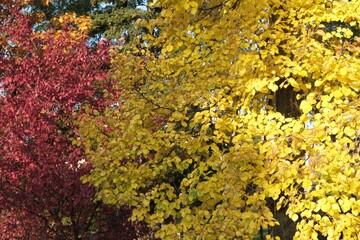 Close up of colorful foliage of trees in sunny autumn day