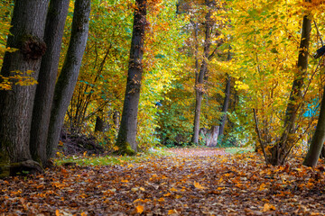 Wanderweg entlang des Floßteiches bei Schneidenbach im Vogtland