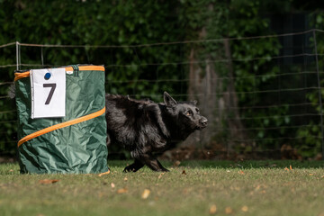 Hund im Hoopers Parcour