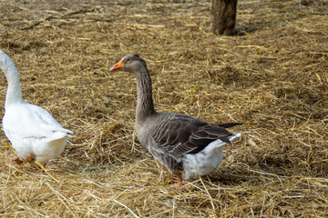Gray duck in a farm