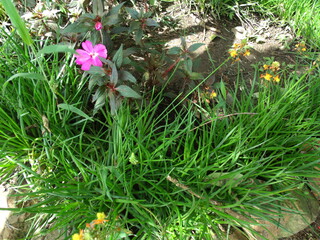 GEDSC DIGITAL CAMERA