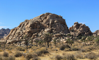 Fototapeta na wymiar Massive rock formations in the landscape at Joshua Tree National Park in southern California. 
