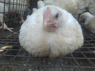 Farm Chicken in Cage 