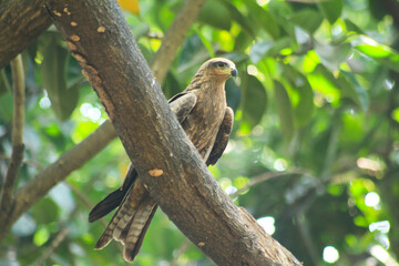 Bald Eagle sitting in the tree top watching over it's nest.